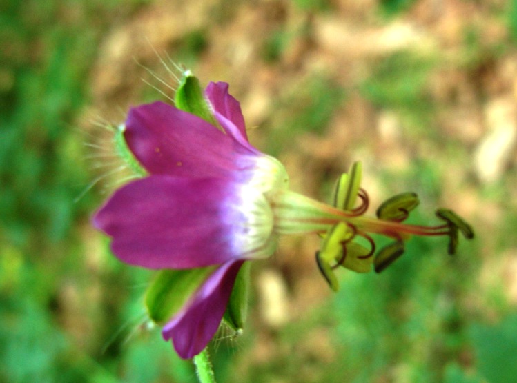 Geranium reflexum